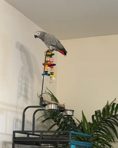 Congo African Grey Parrot Specie image 3