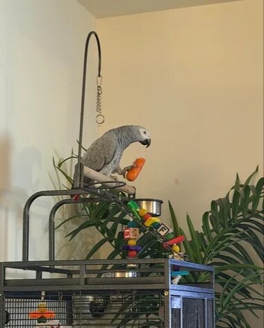 Congo African Grey Parrot Specie image 2