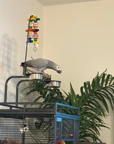 Congo African Grey Parrot Specie image 1
