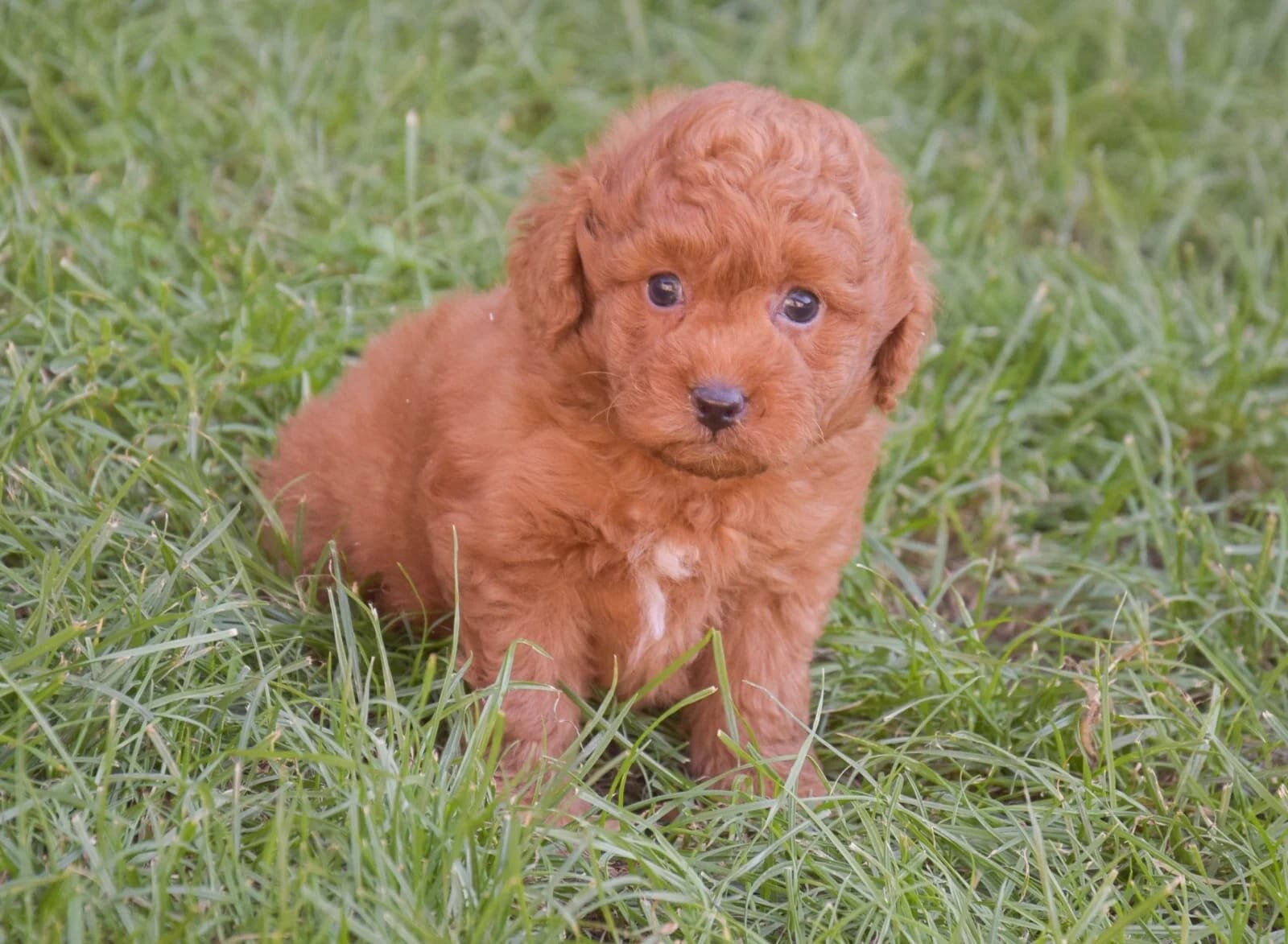 goldendoodle – Labradoodle image 4
