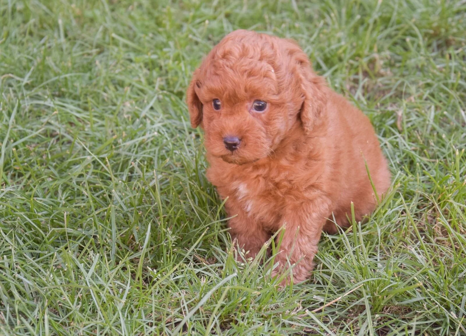 goldendoodle – Labradoodle image 1