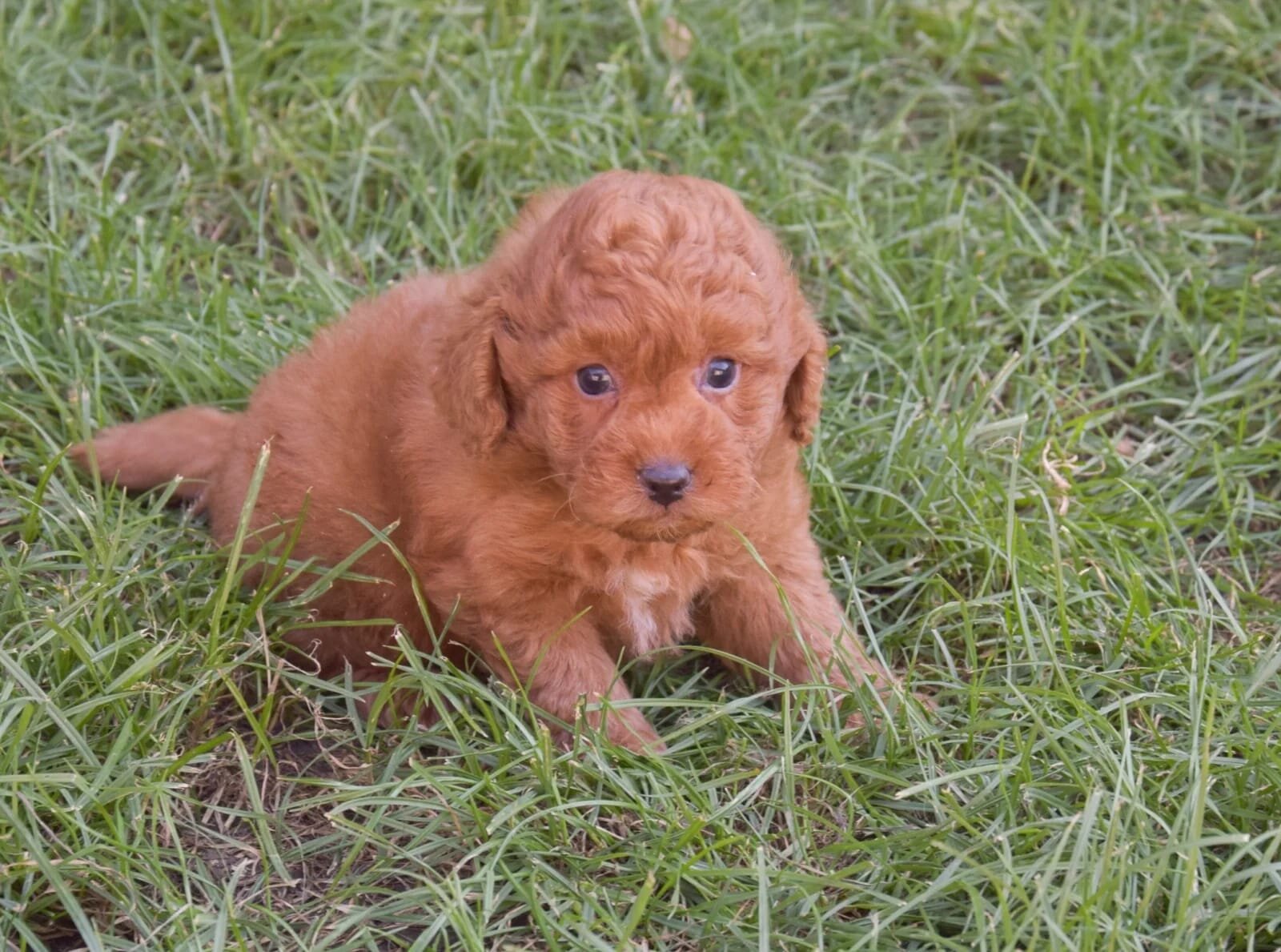 goldendoodle – Labradoodle image 3