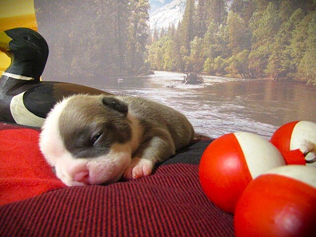 F1B Frenchton image 7