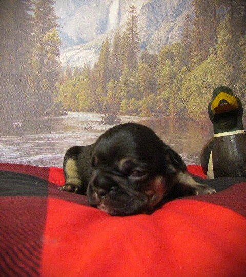 F1B Frenchton image 4