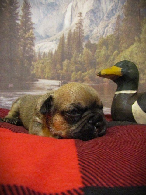 F1B Frenchton image 3
