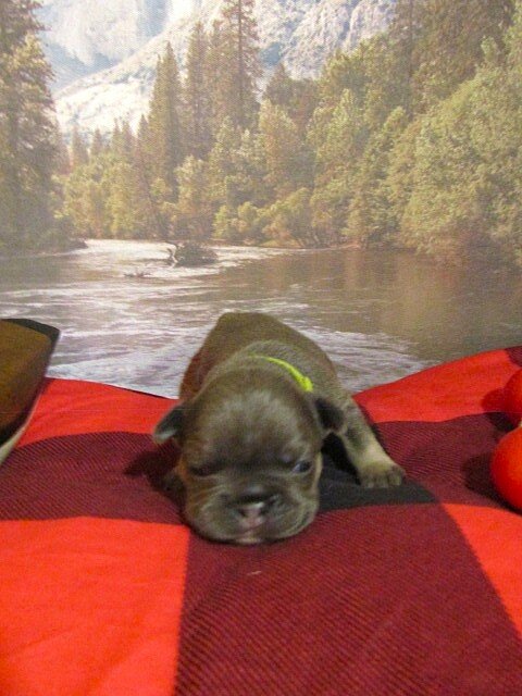F1B Frenchton image 5