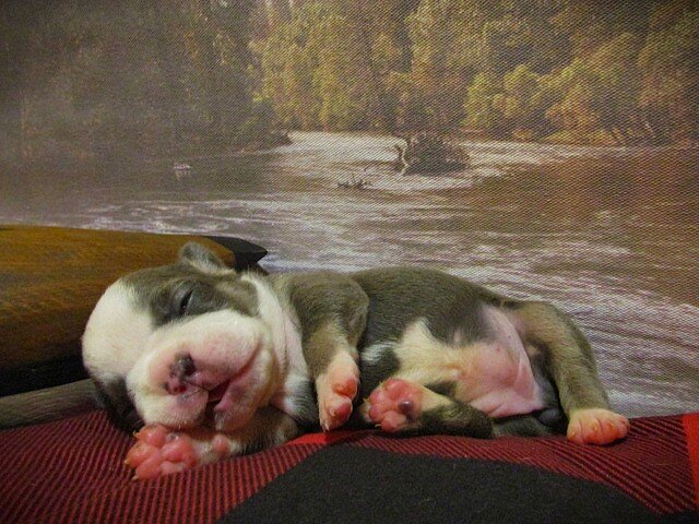 F1B Frenchton image 2