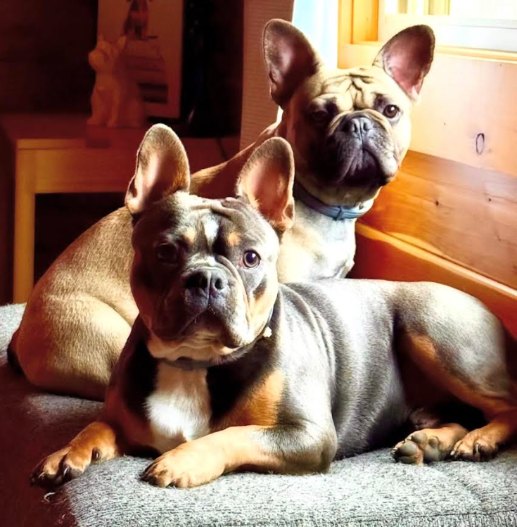 F1B Frenchton image 9
