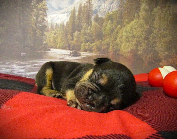 F1B Frenchton image 1