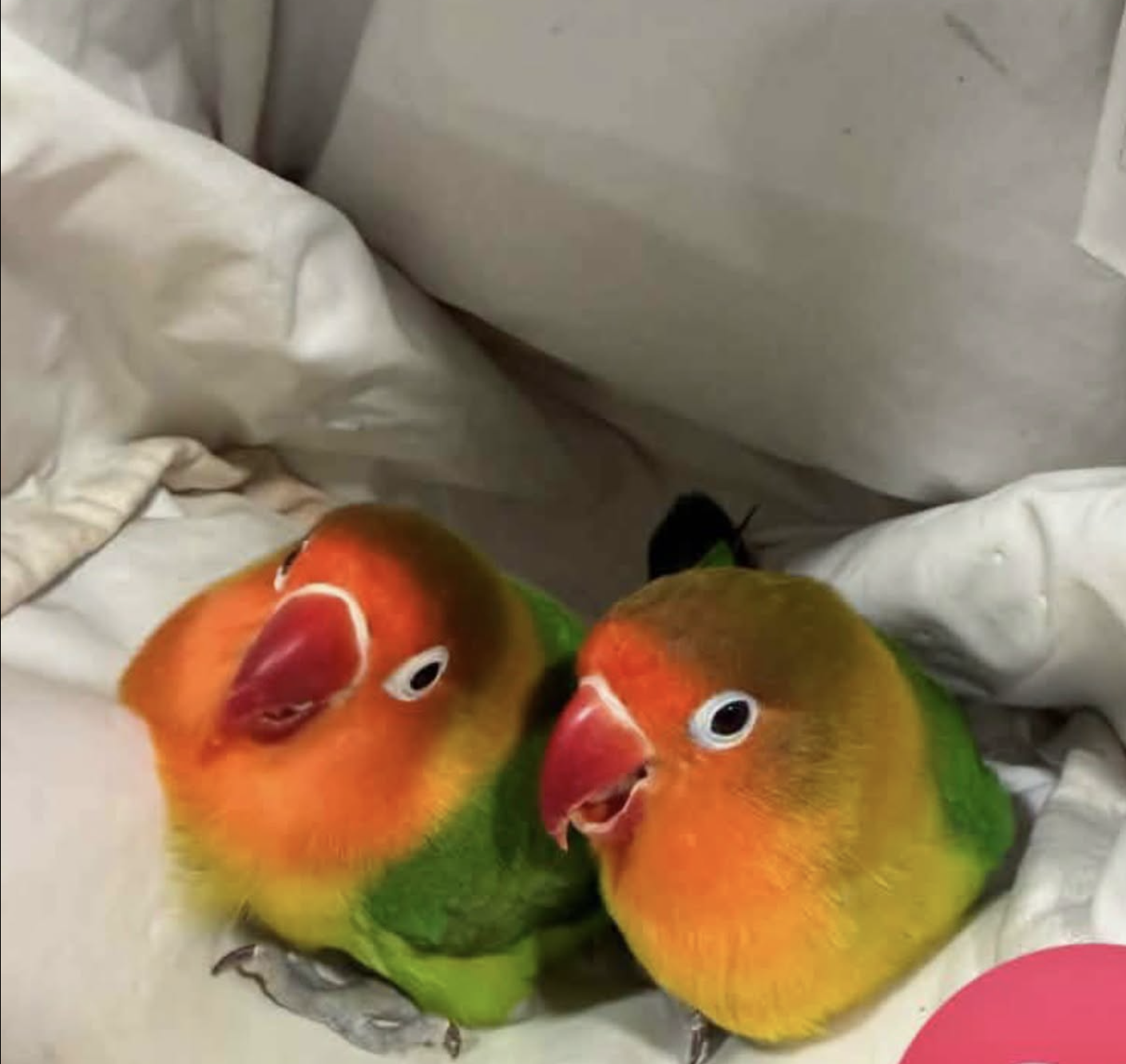 Birds image 3