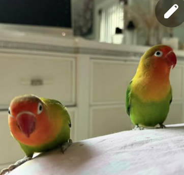 Birds image 2
