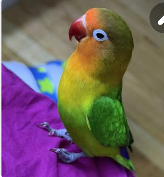 Birds image 1
