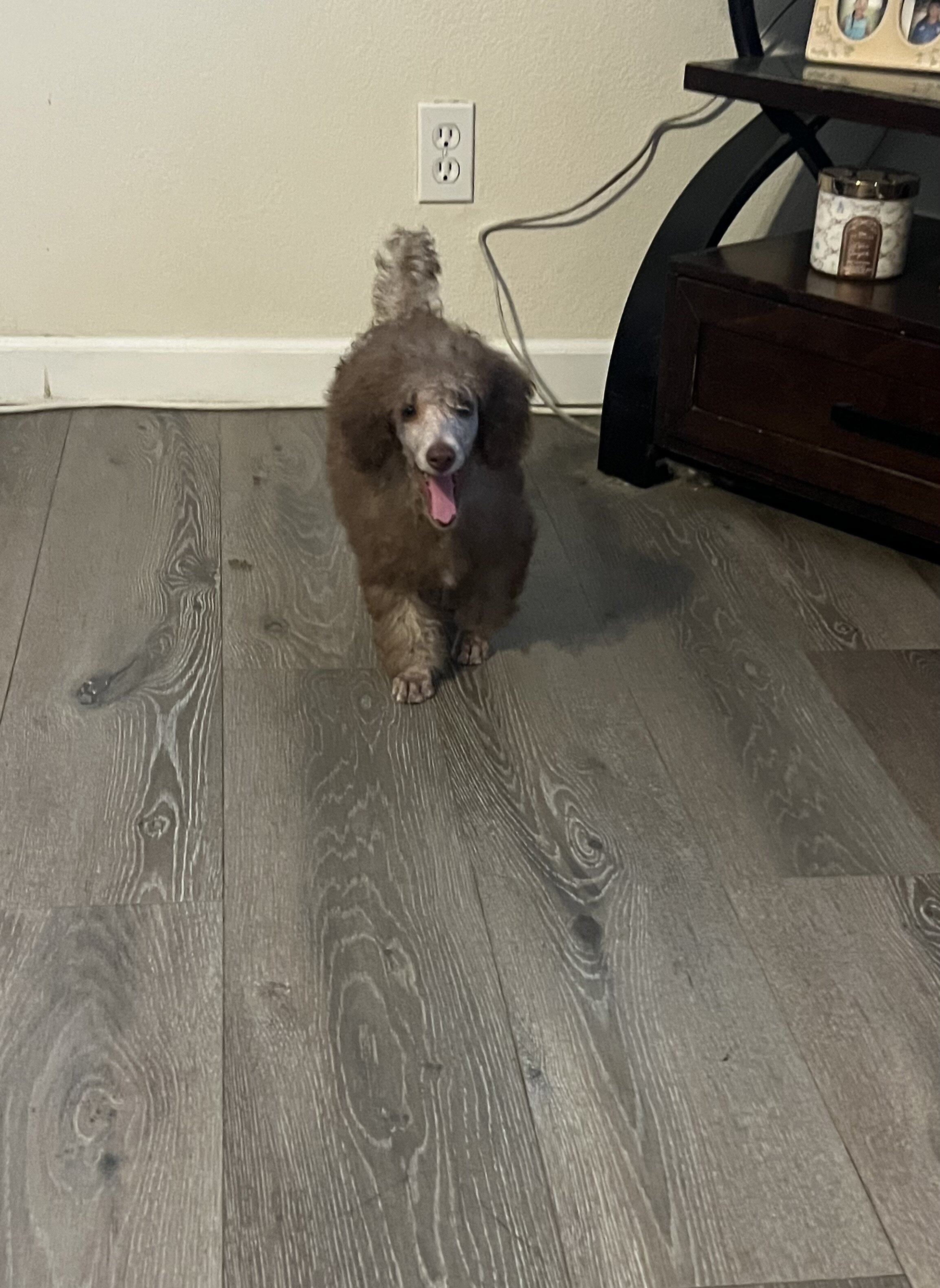 Poodle mini image 1
