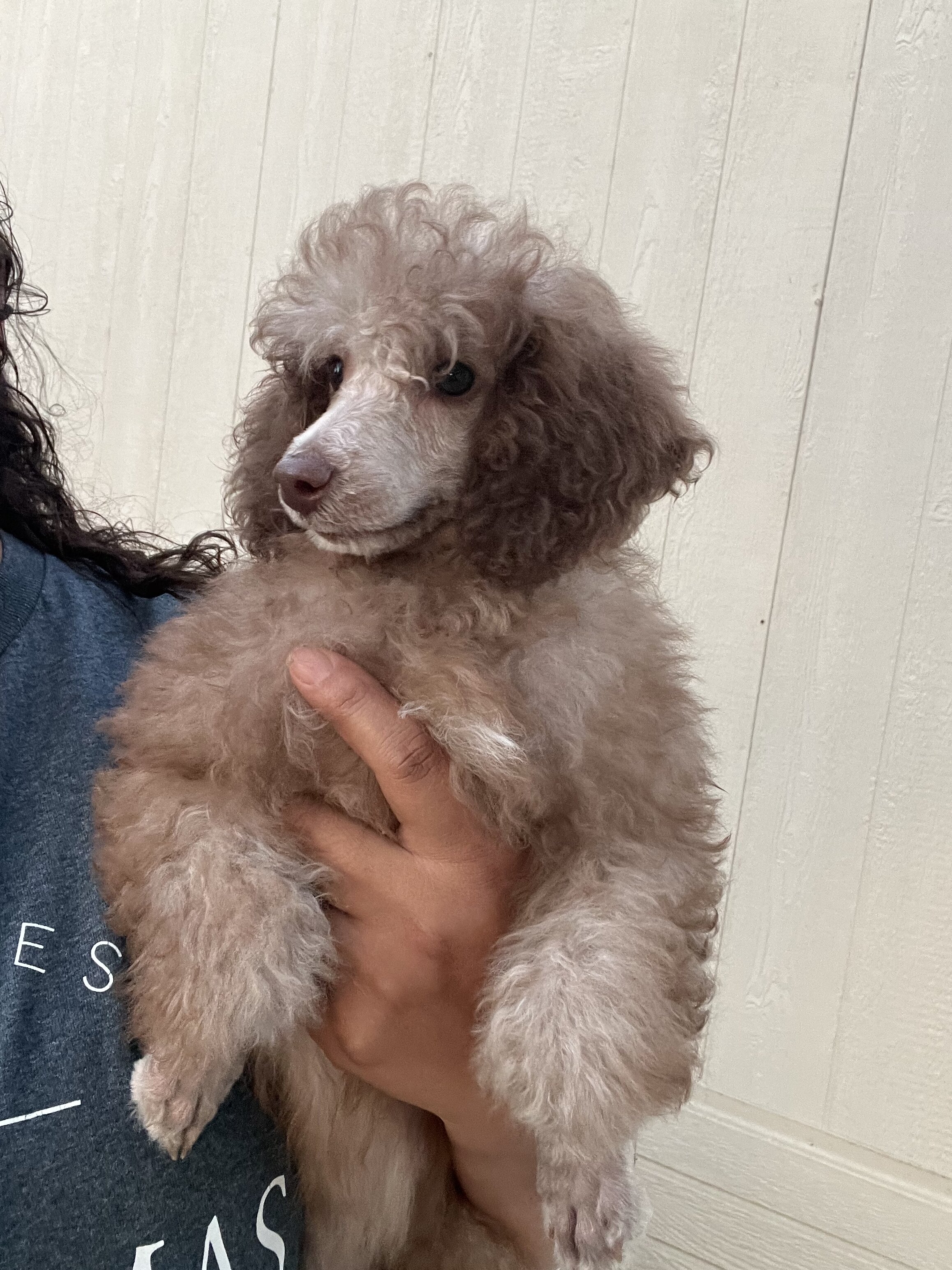 Poodle mini image 2