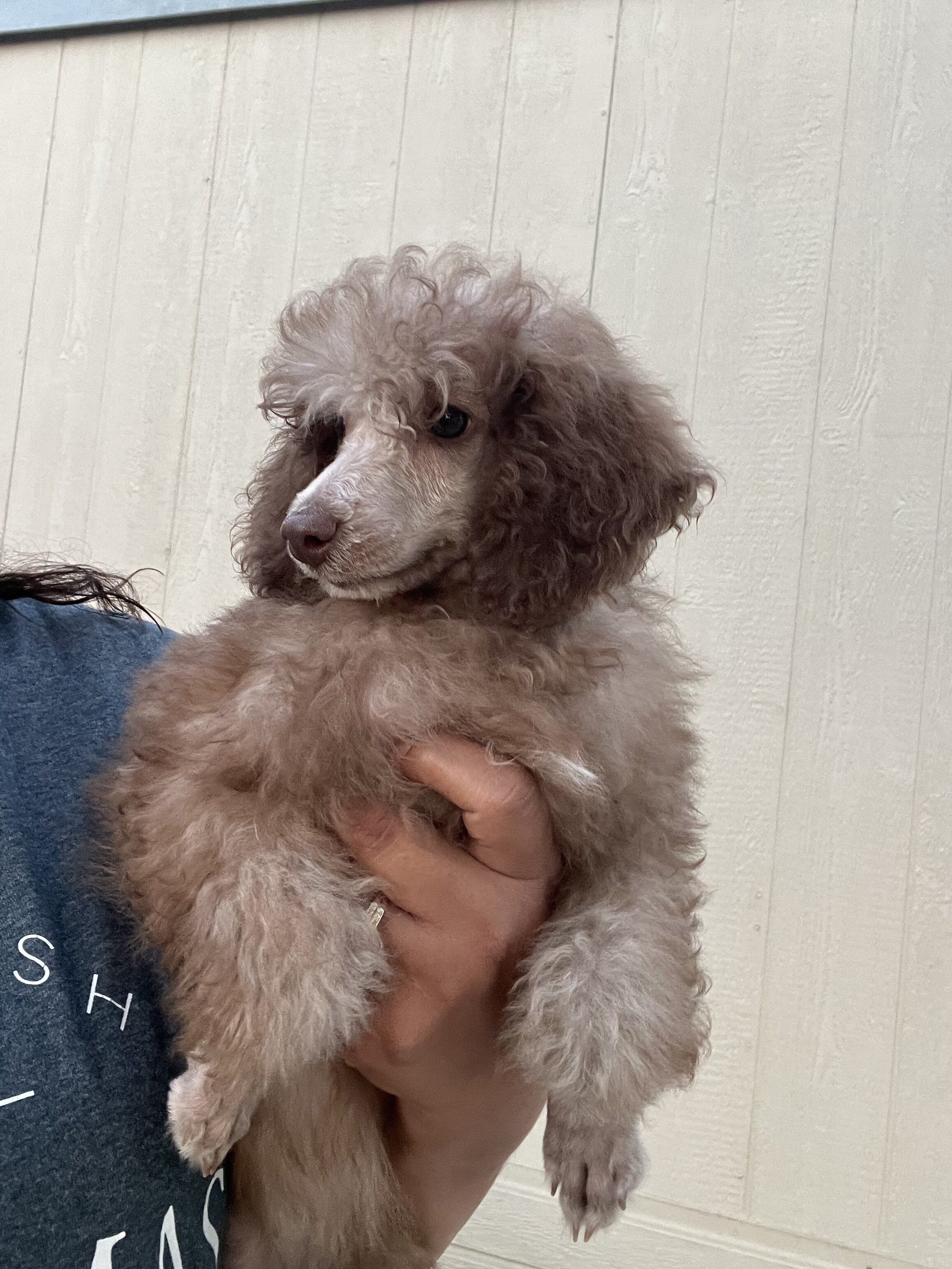Poodle mini image 3