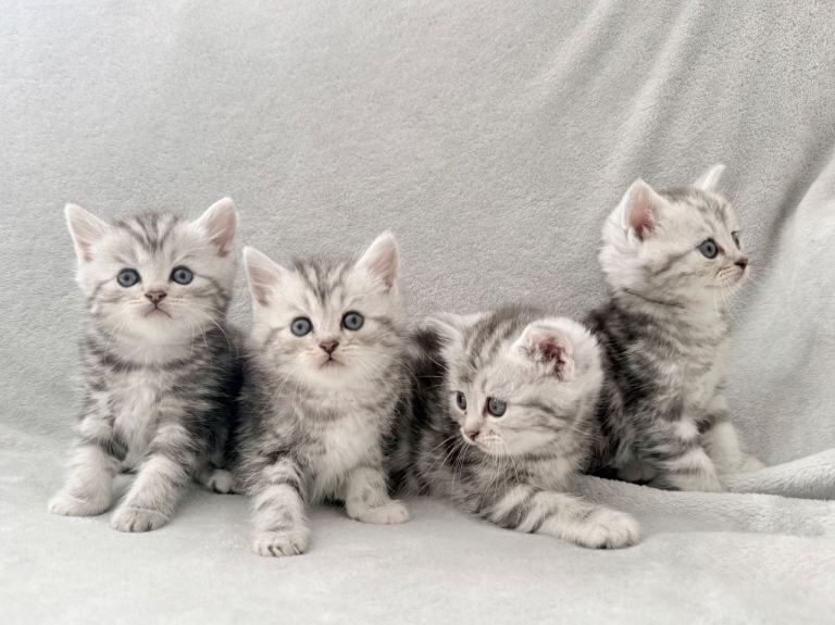 Teacups Persian Kittens For Sale image 1