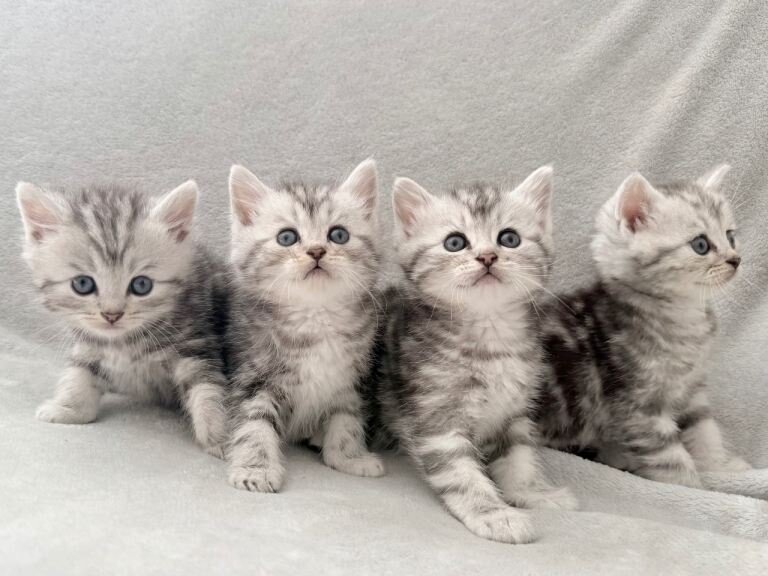 Teacups Persian Kittens For Sale image 2