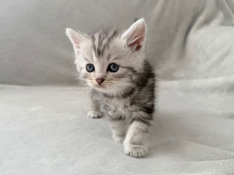 Teacups Persian Kittens For Sale image 3