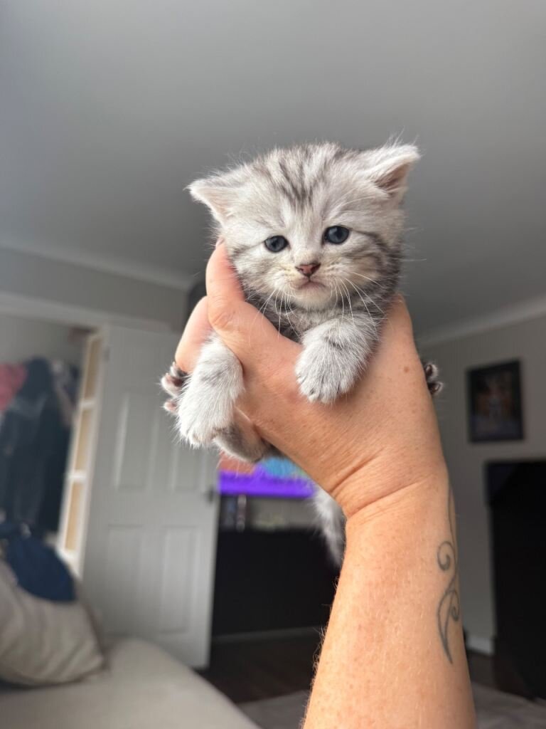 Teacups Persian Kittens For Sale image 4