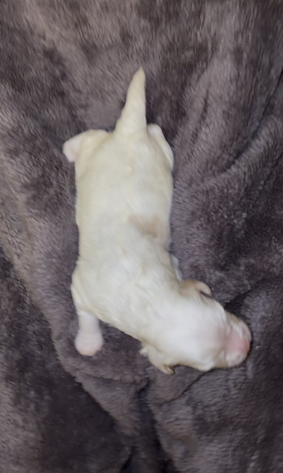 Maltipoo mix puppy image 1