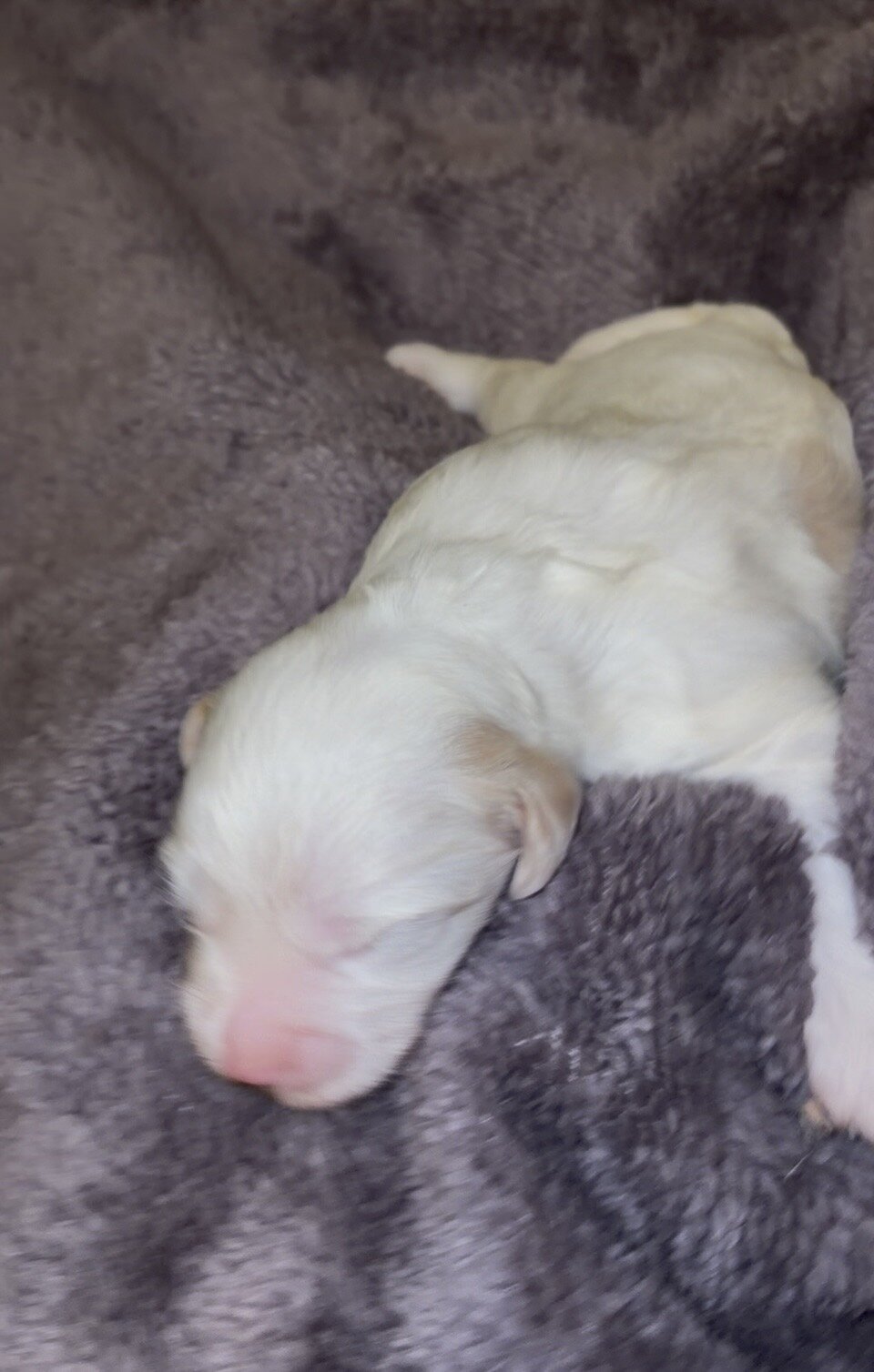 Maltipoo mix puppy image 2
