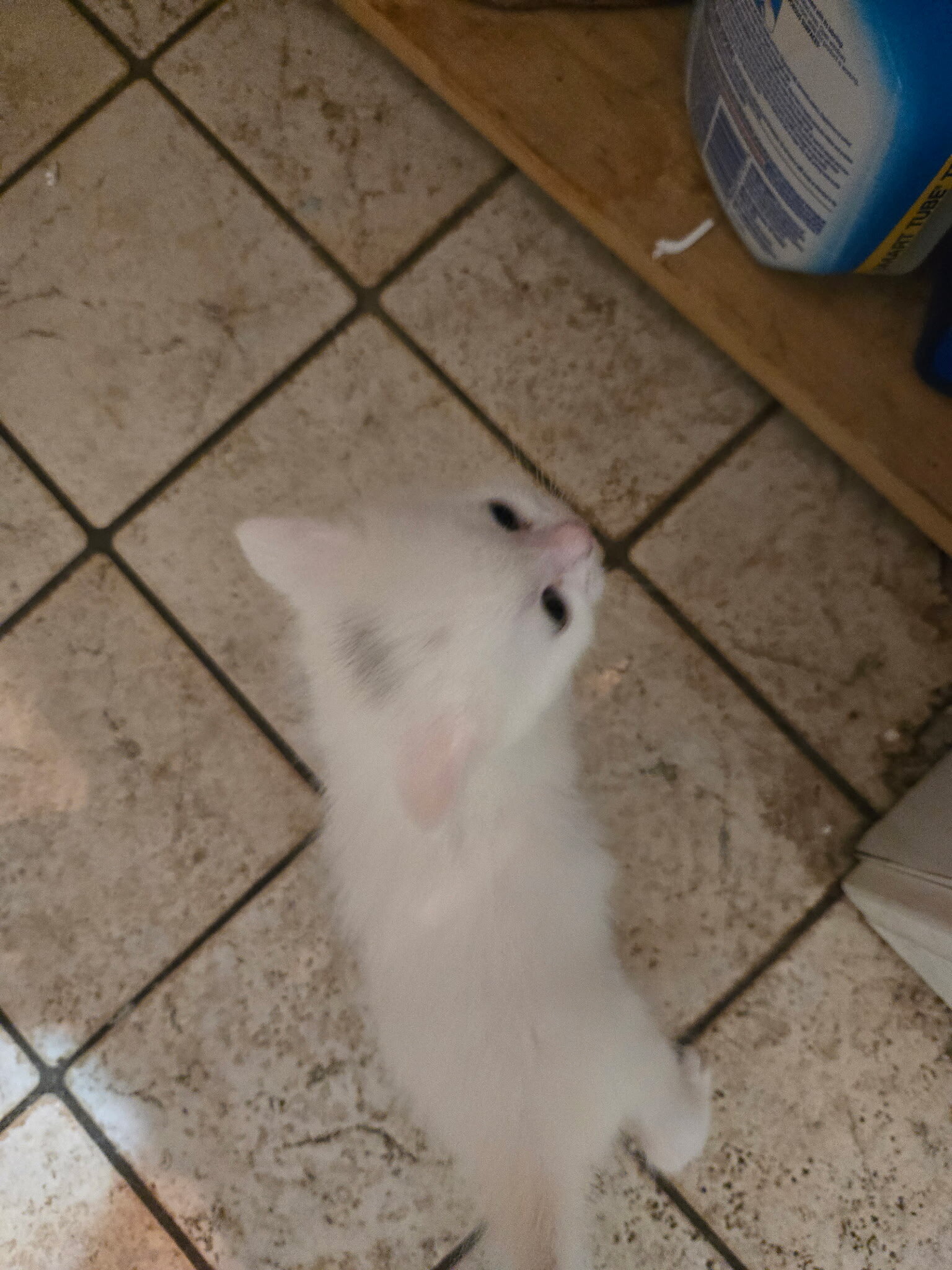 Free kittens and cats image 4
