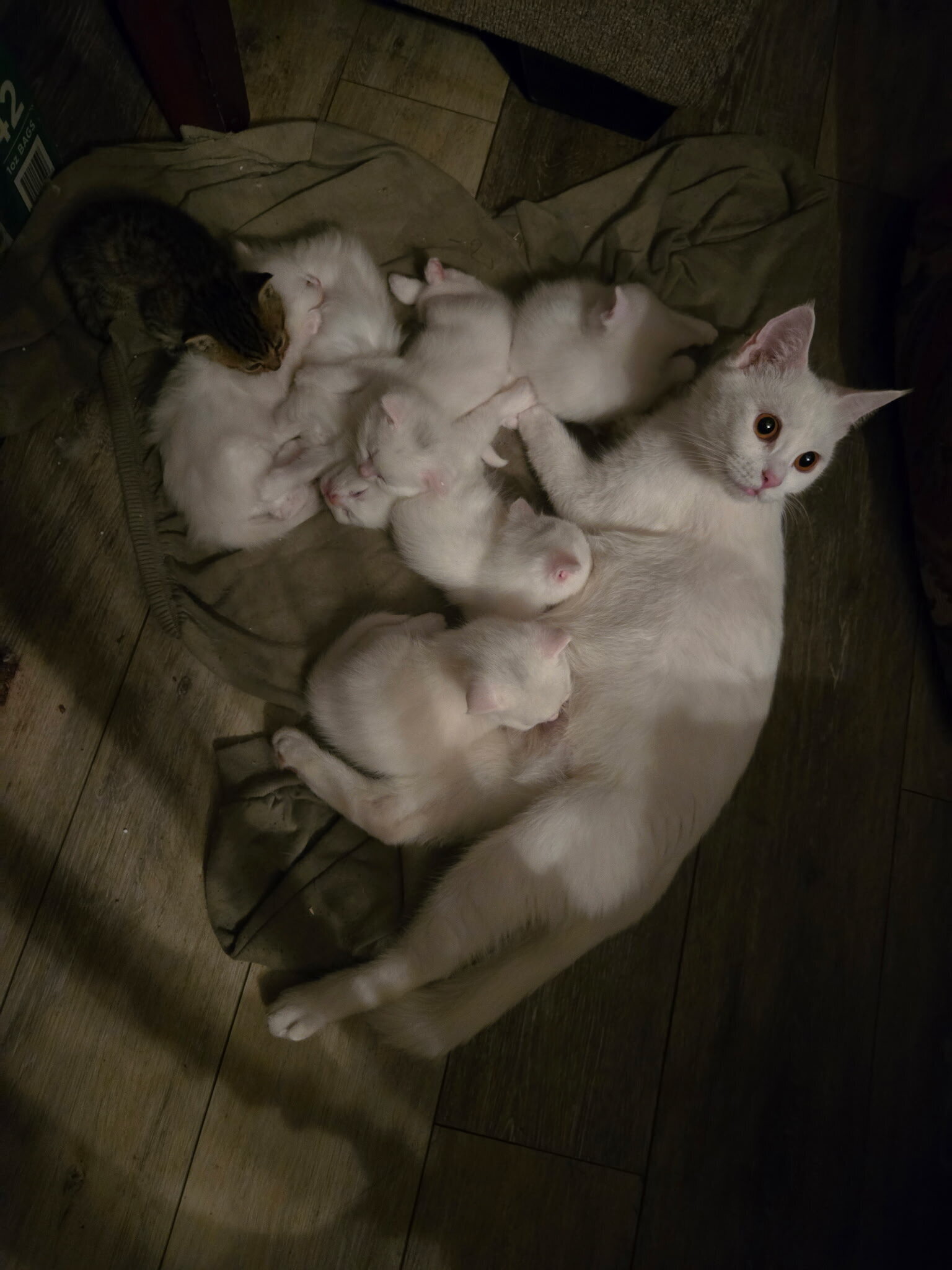 Free kittens and cats image 2