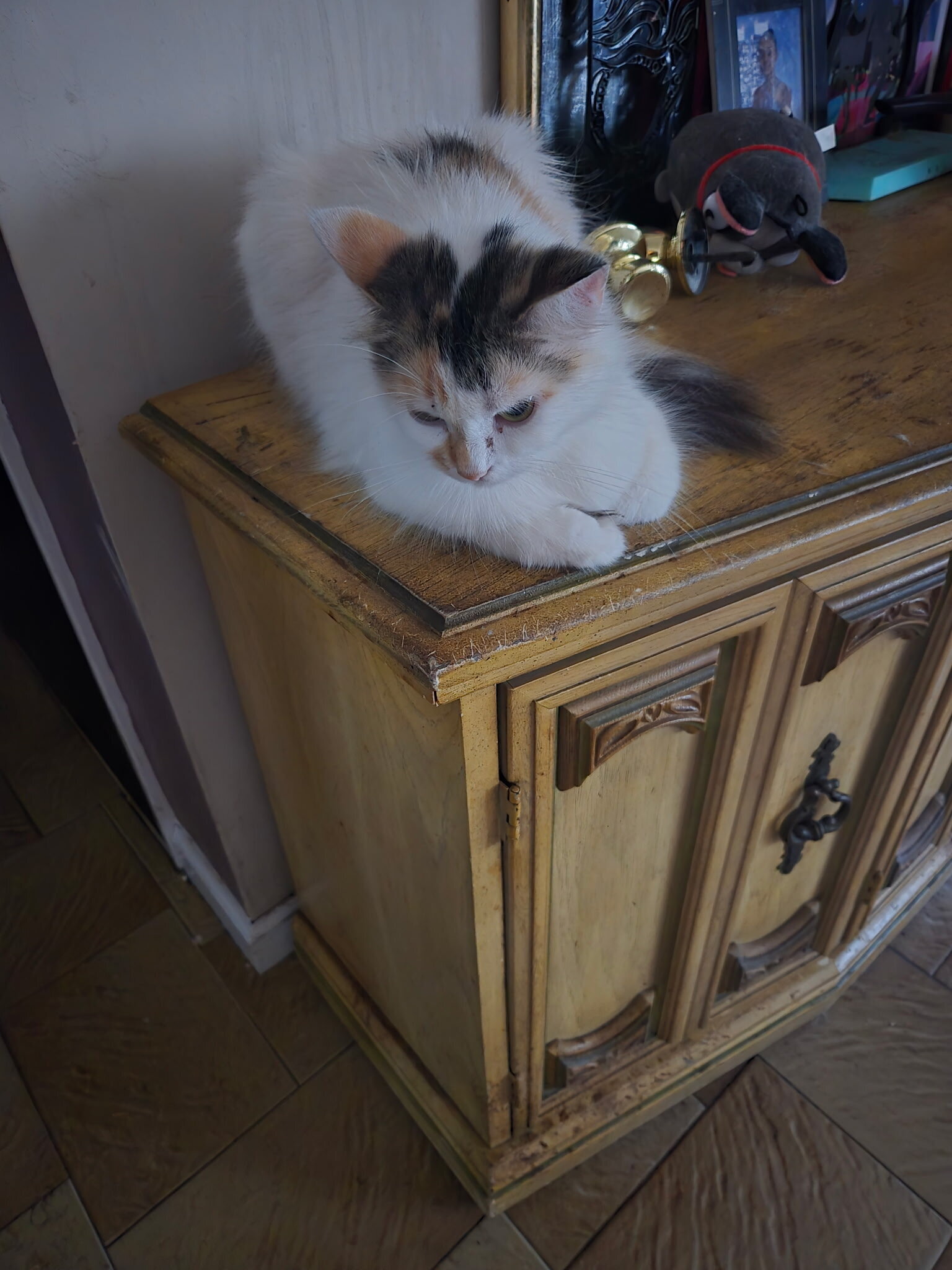 Free kittens and cats image 1