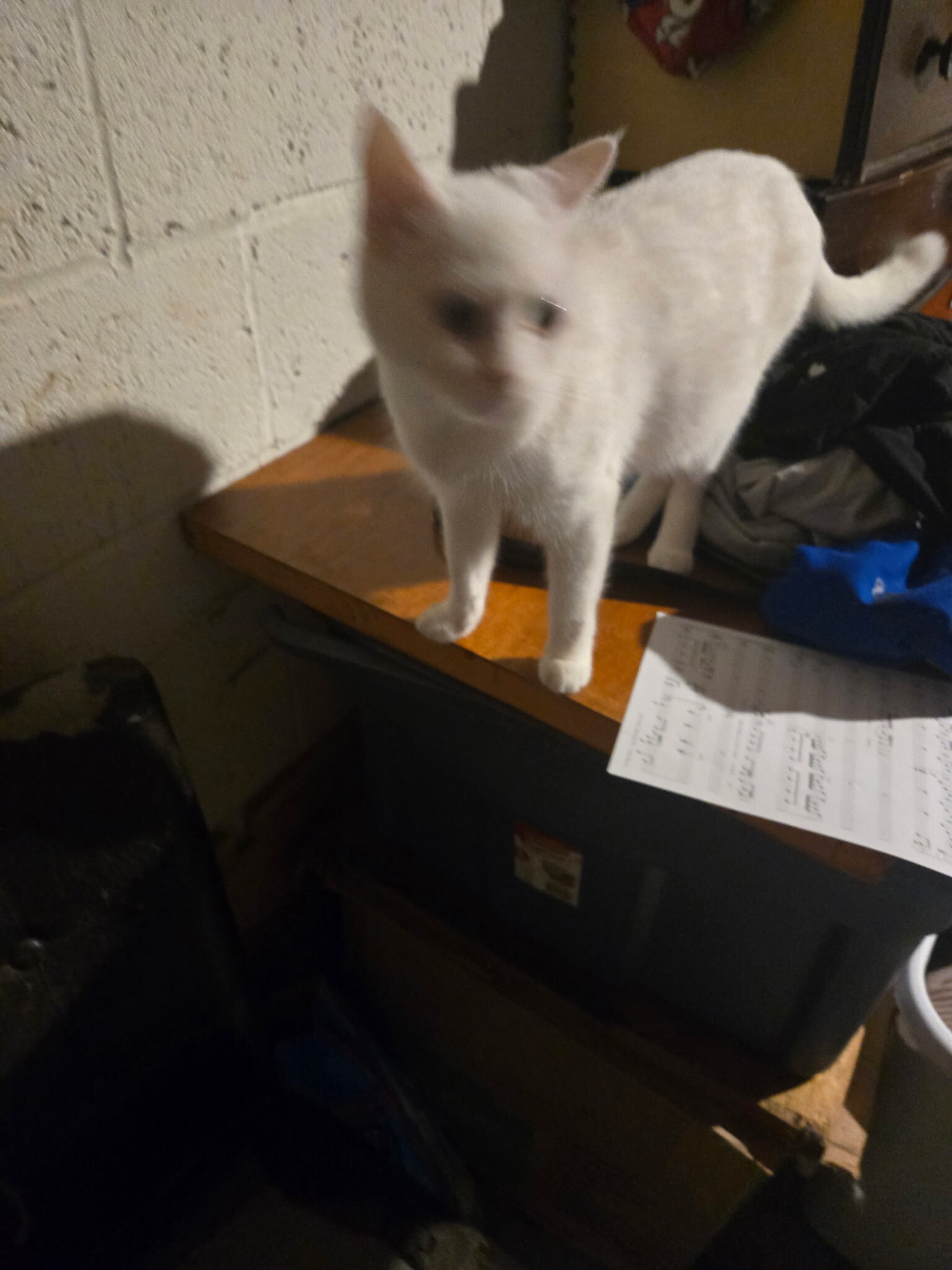 Free kittens and cats image 3