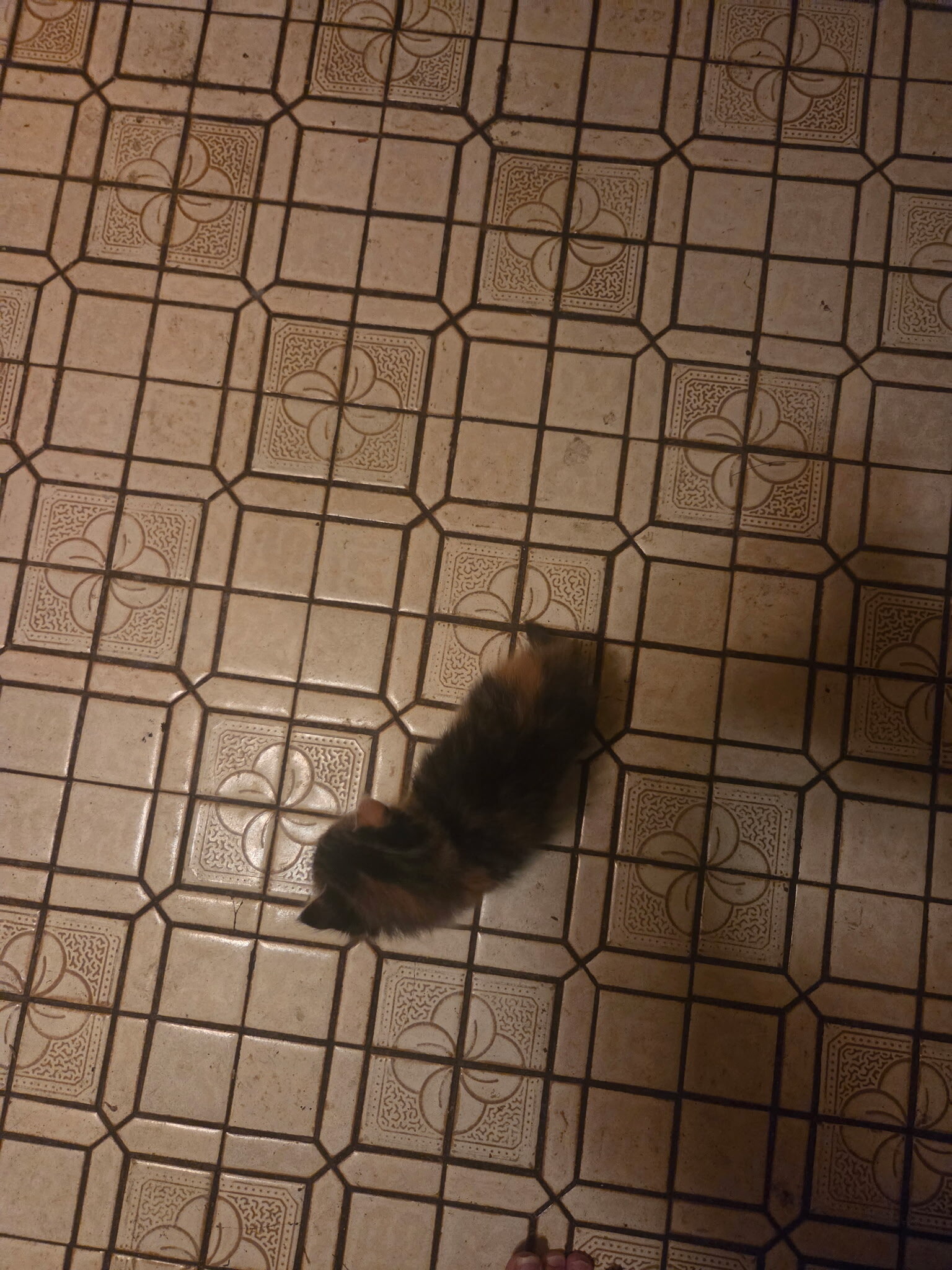 Free kittens and cats image 2