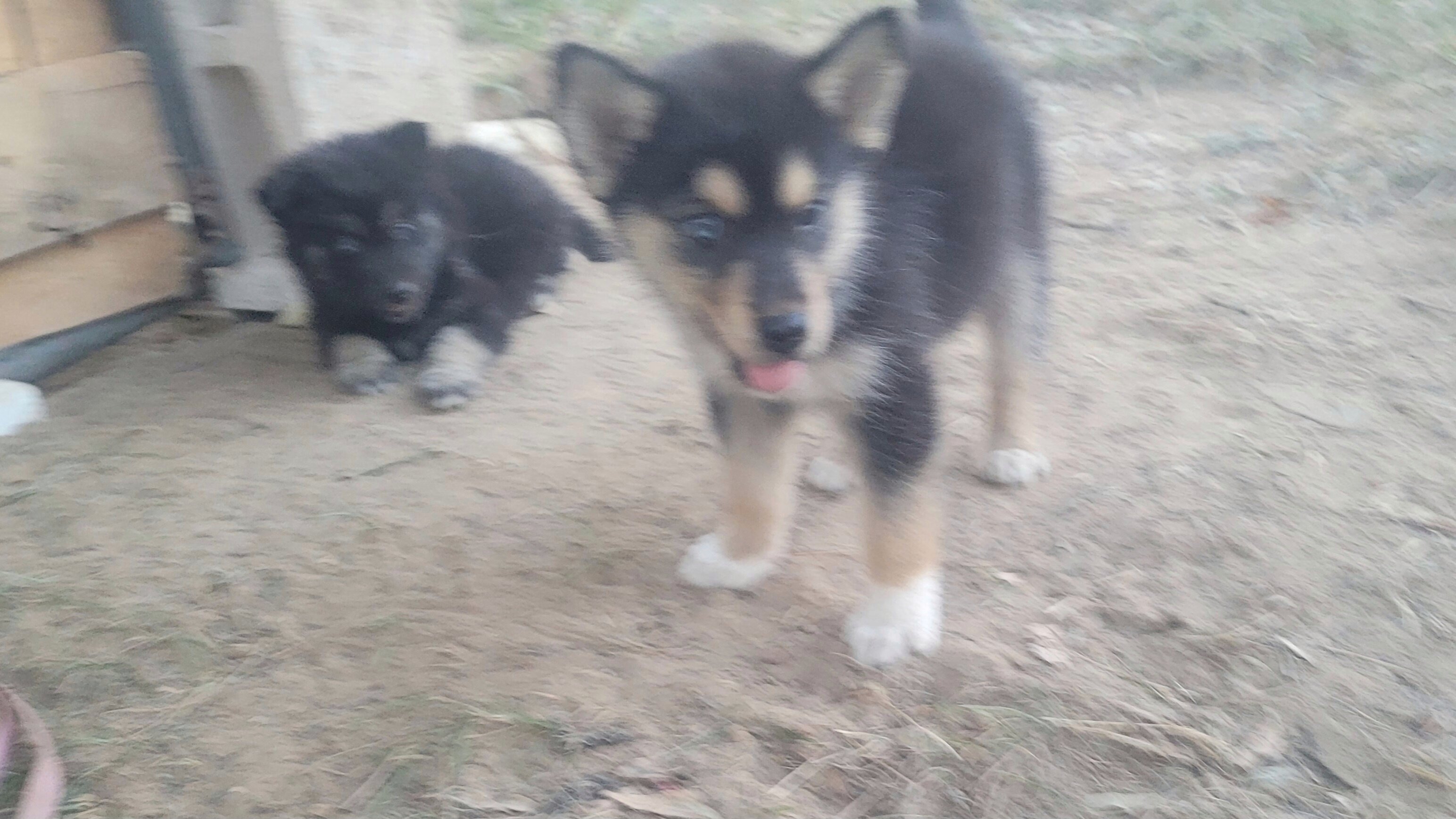 Puppies image 4