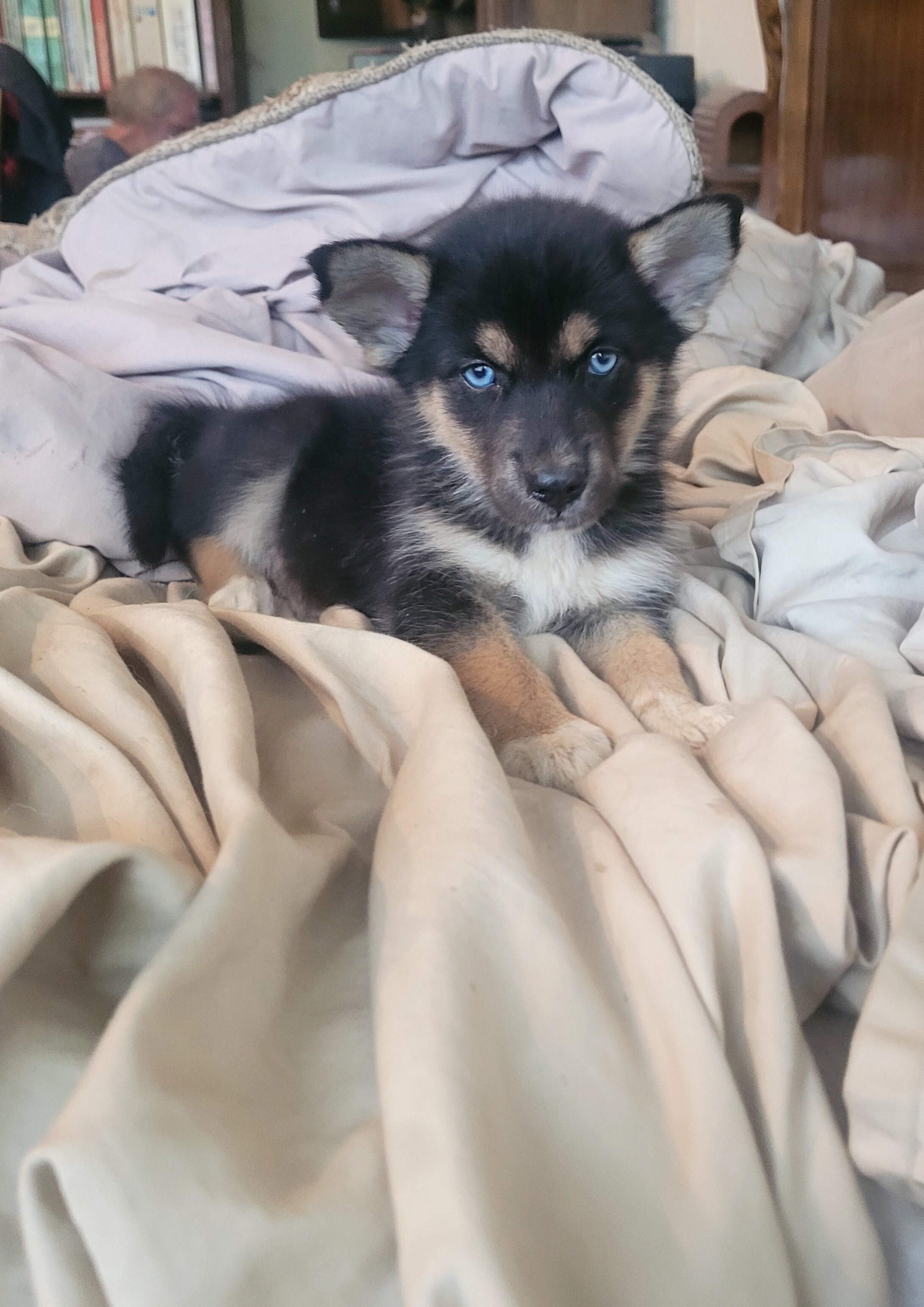 Puppies image 1