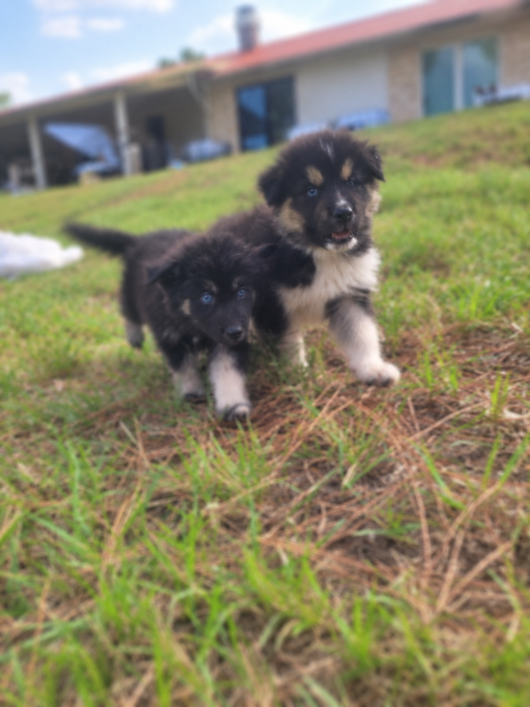 Puppies image 6