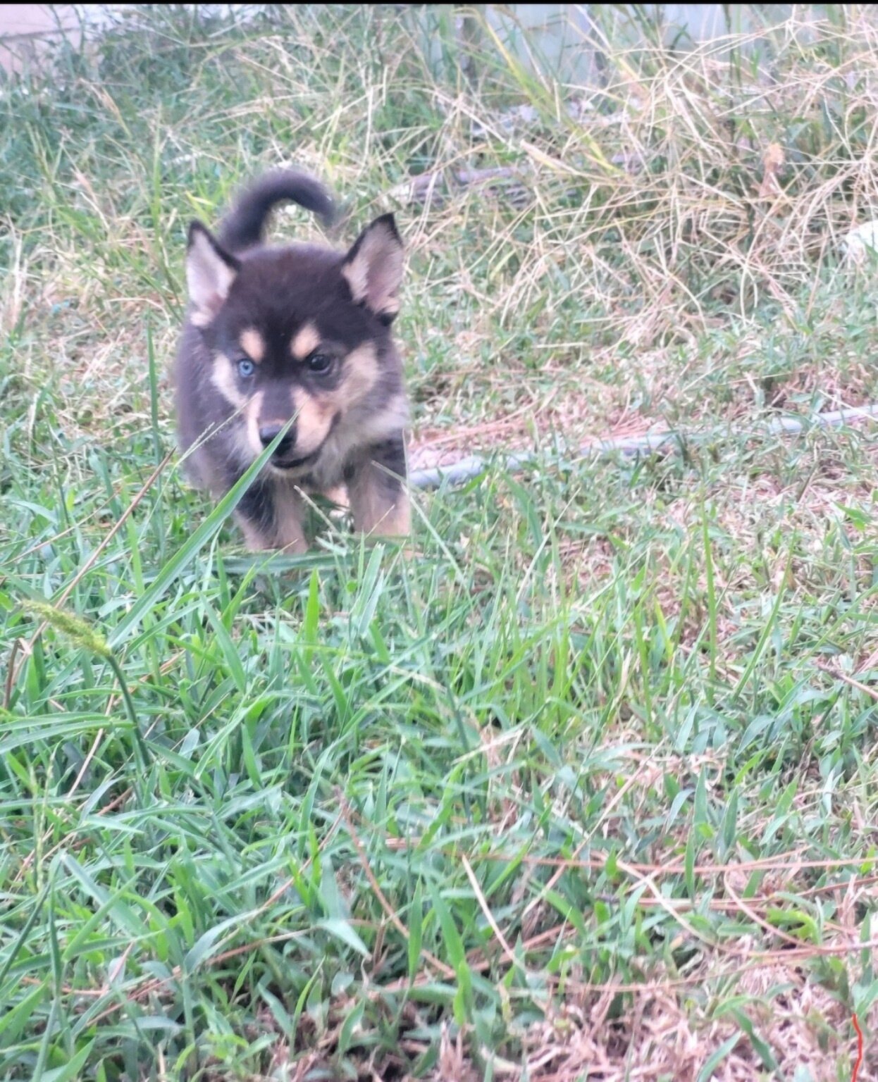 Puppies image 3