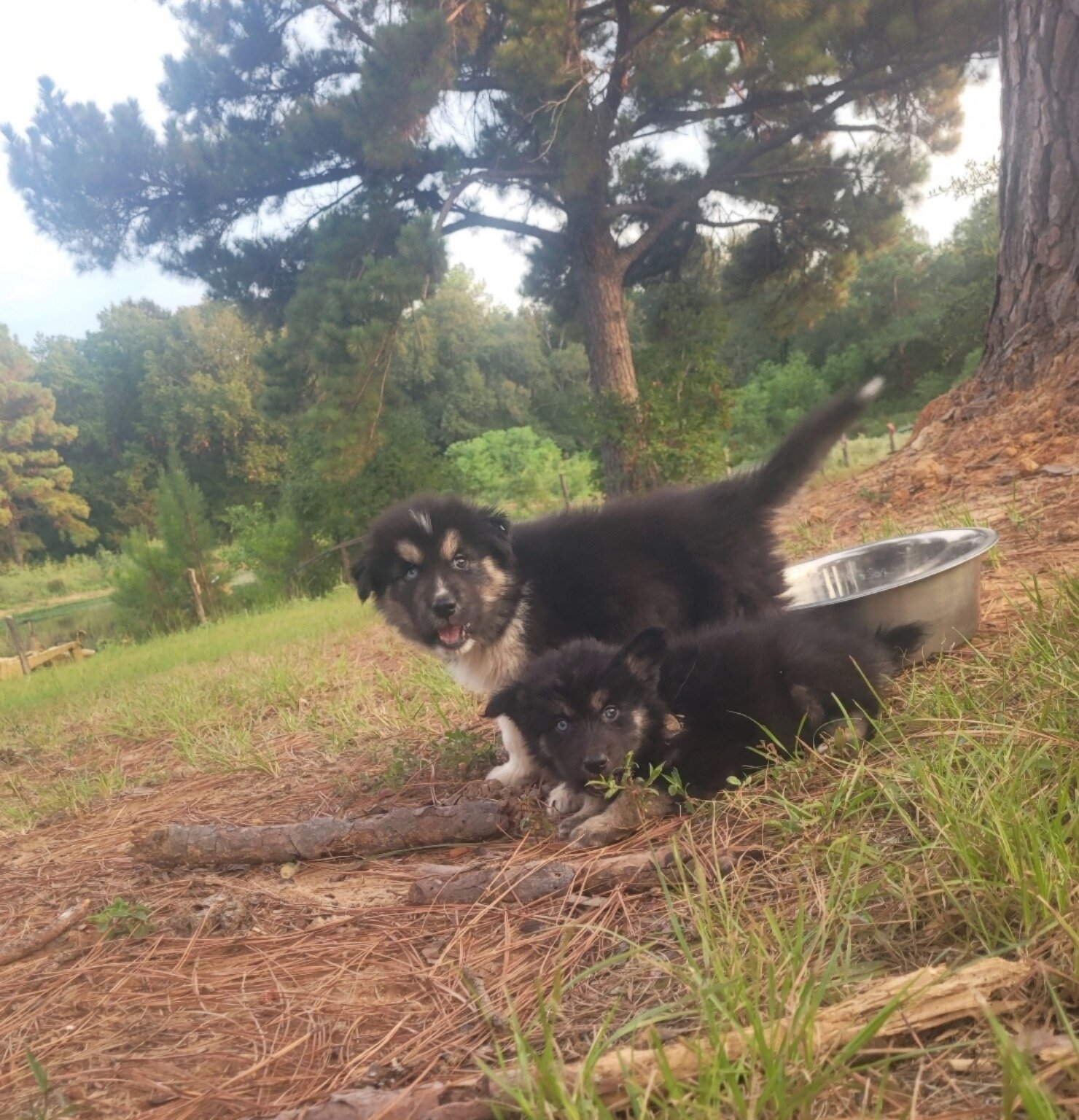 Puppies image 5