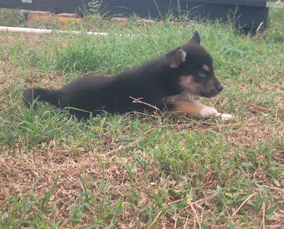 Puppies image 2