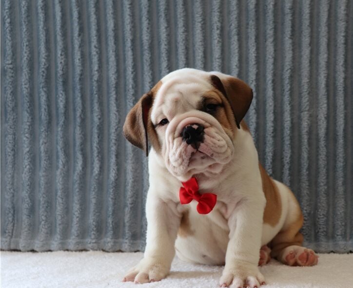 Chunky English Bulldog Puppies image 1