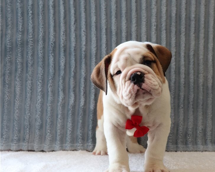 Chunky English Bulldog Puppies image 2