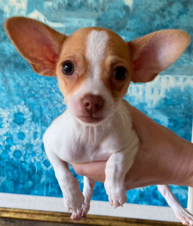 3 Month Old Male Chihuahua Tan & White 3 Pounds image 1