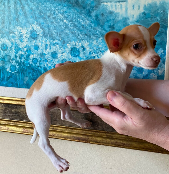 3 Month Old Male Chihuahua Tan & White 3 Pounds image 2