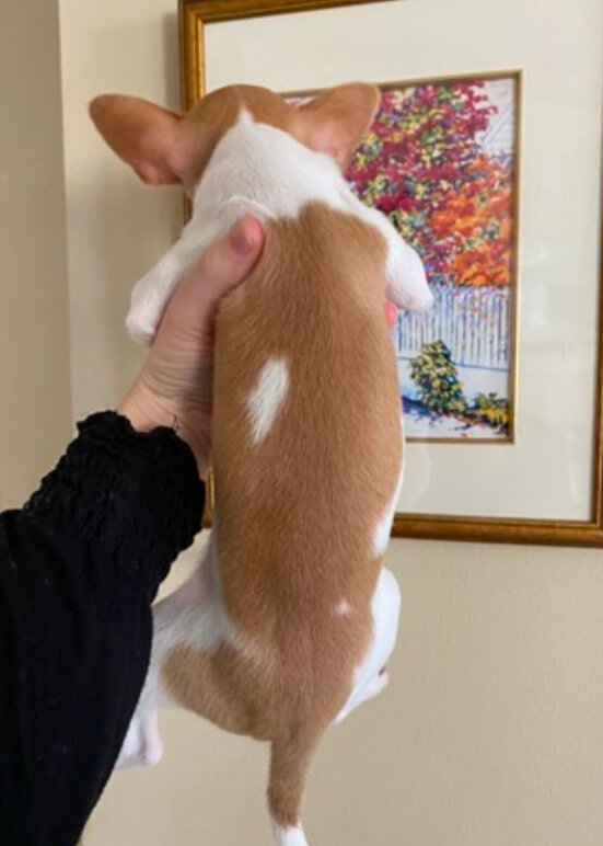 3 Month Old Male Chihuahua Tan & White 3 Pounds image 4