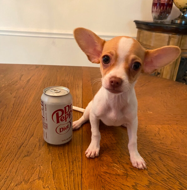 3 Month Old Male Chihuahua Tan & White 3 Pounds image 3