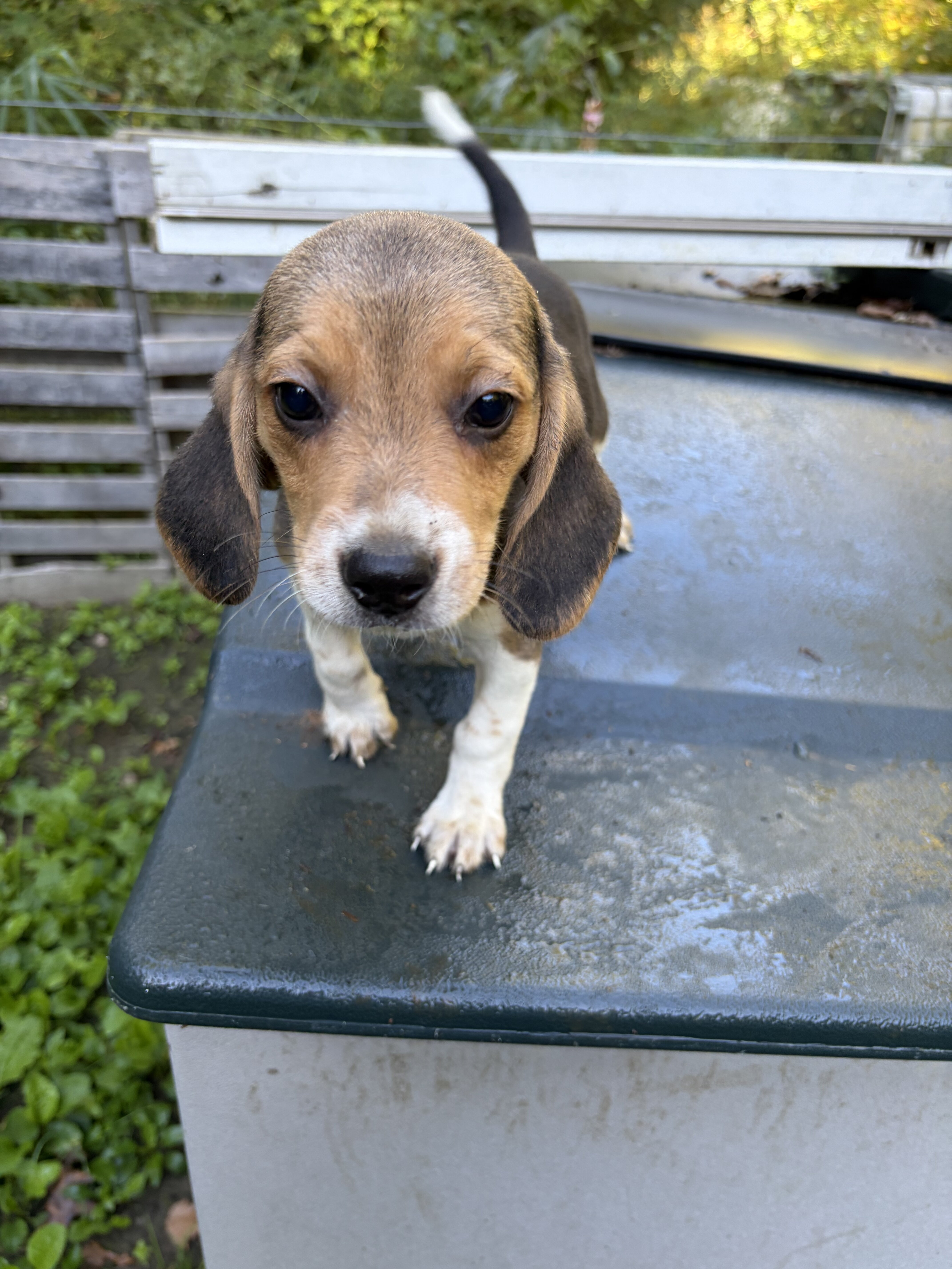Beagle Puppies image 1