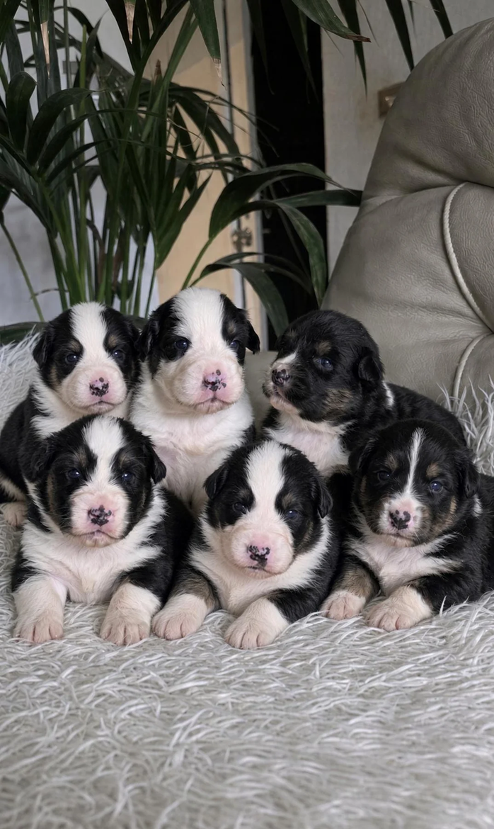 Australian Shepherd Puppies image 2