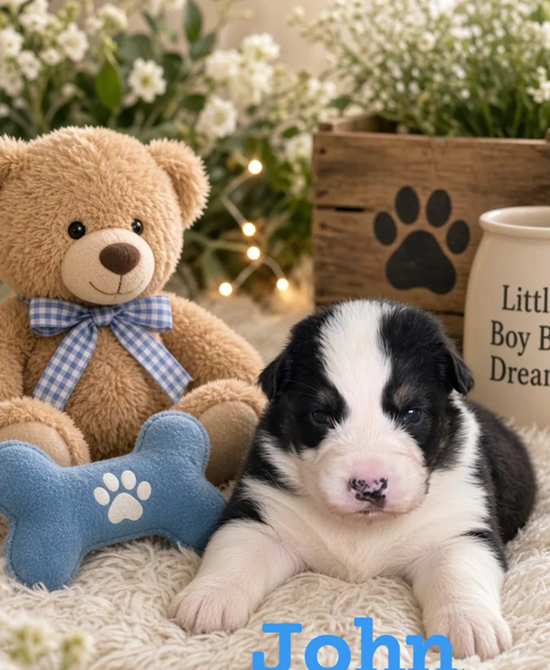 Australian Shepherd Puppies image 1