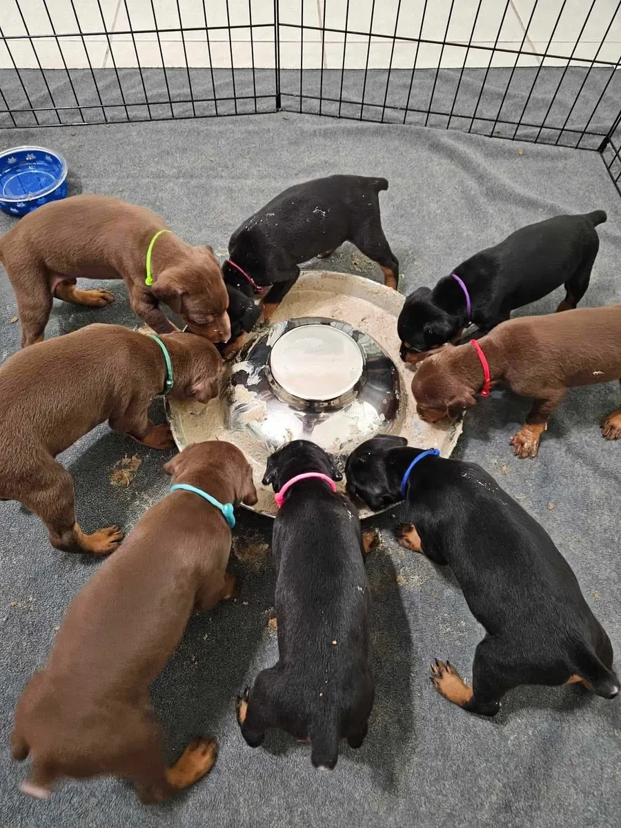 European Doberman Puppies image 1
