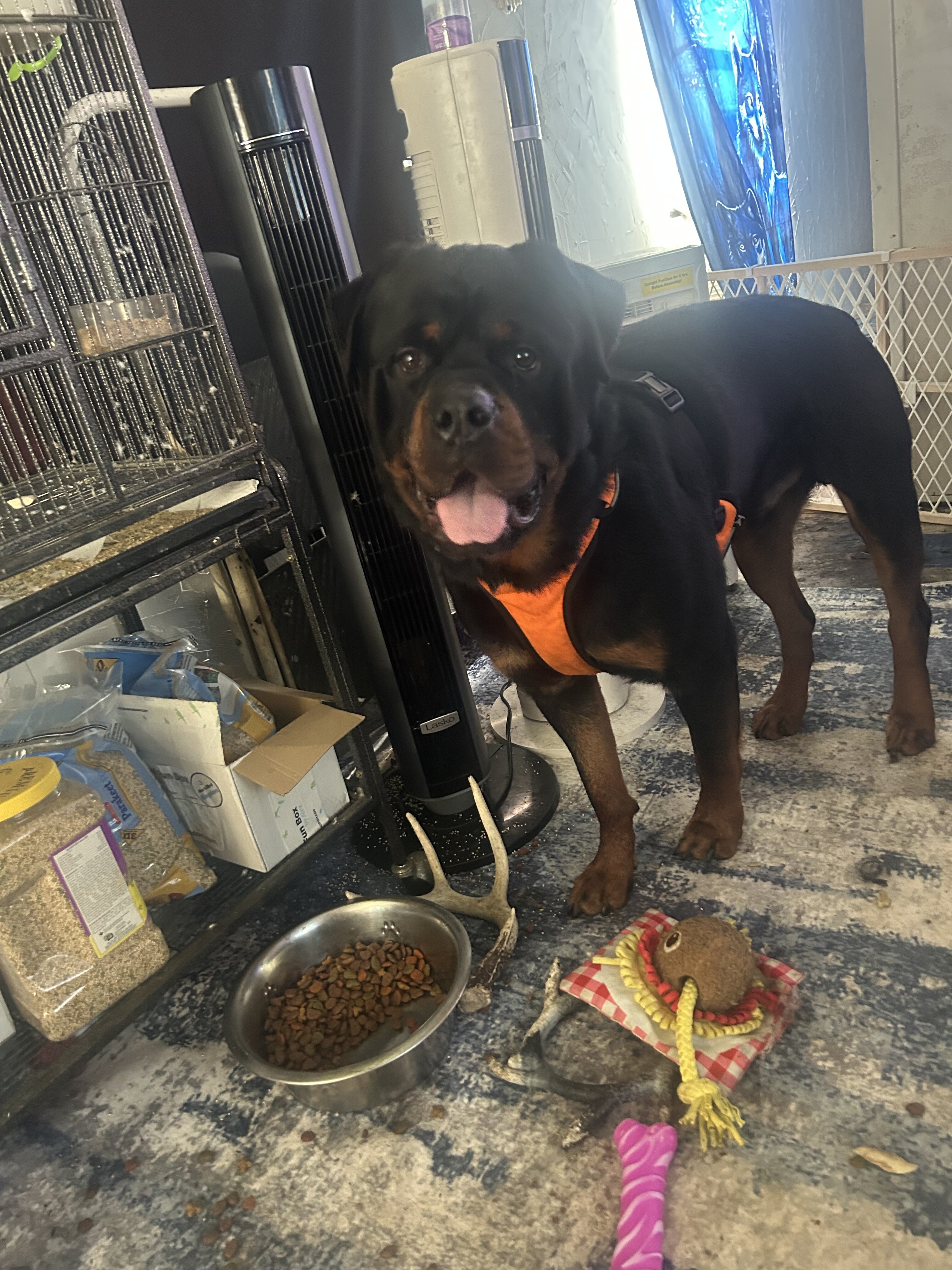 Rehoming both akc Rottweilers image 1