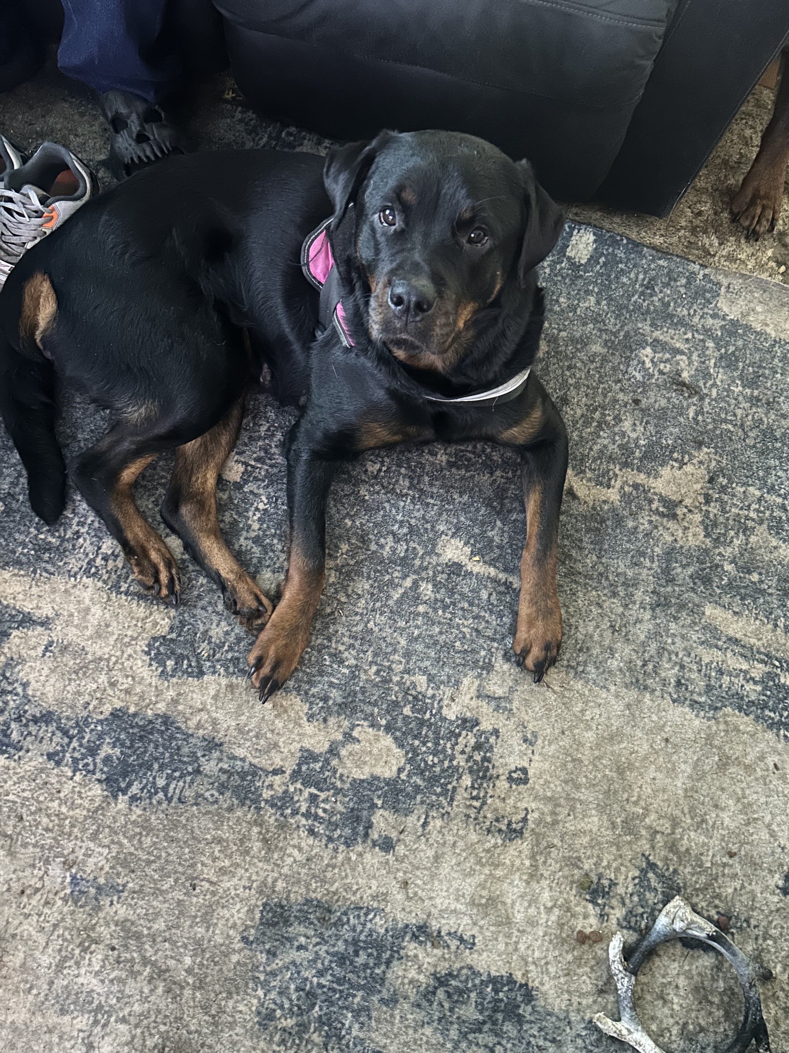 Rehoming both akc Rottweilers image 2