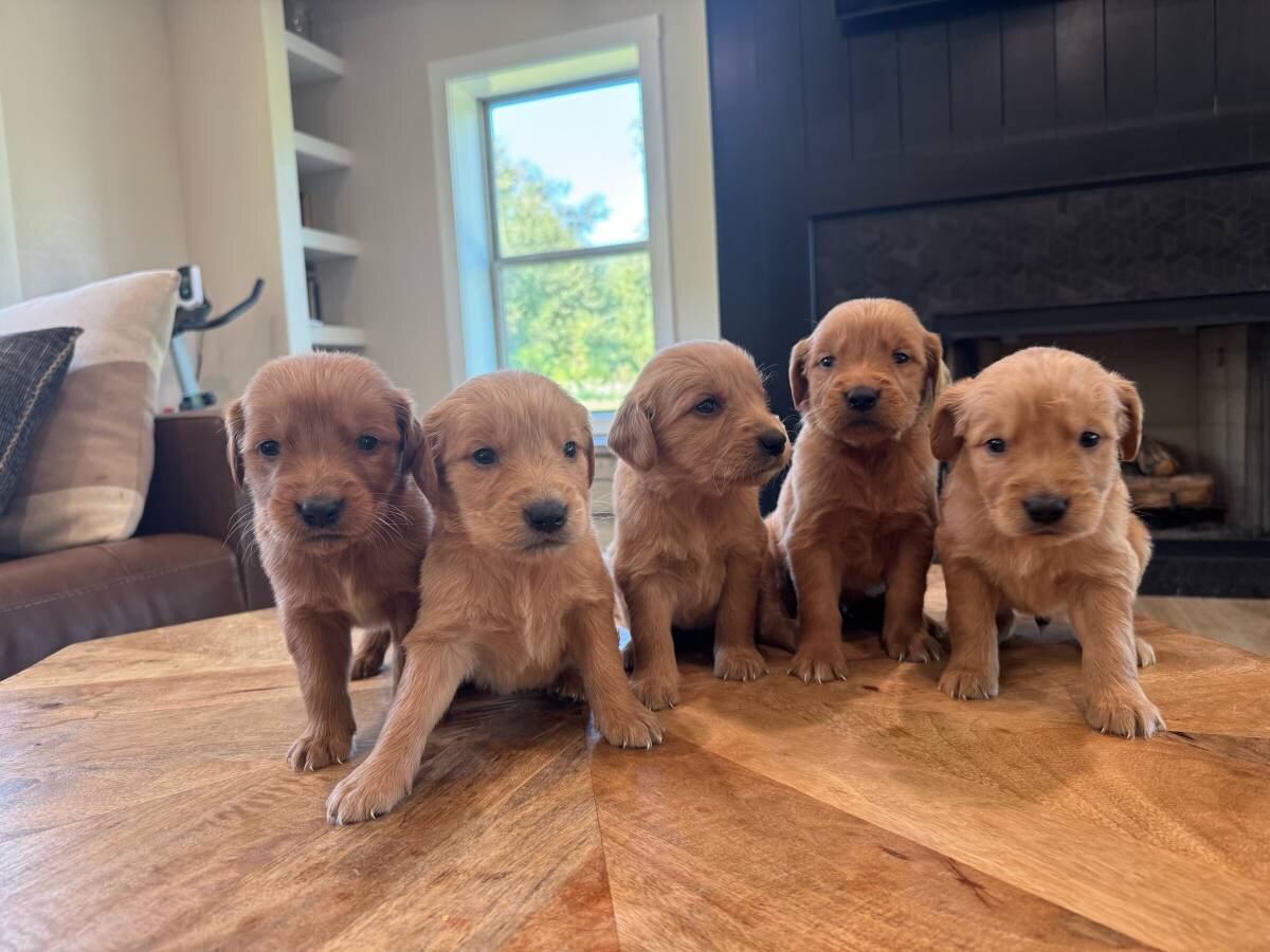 Golden Retriever AKC Puppies image 1
