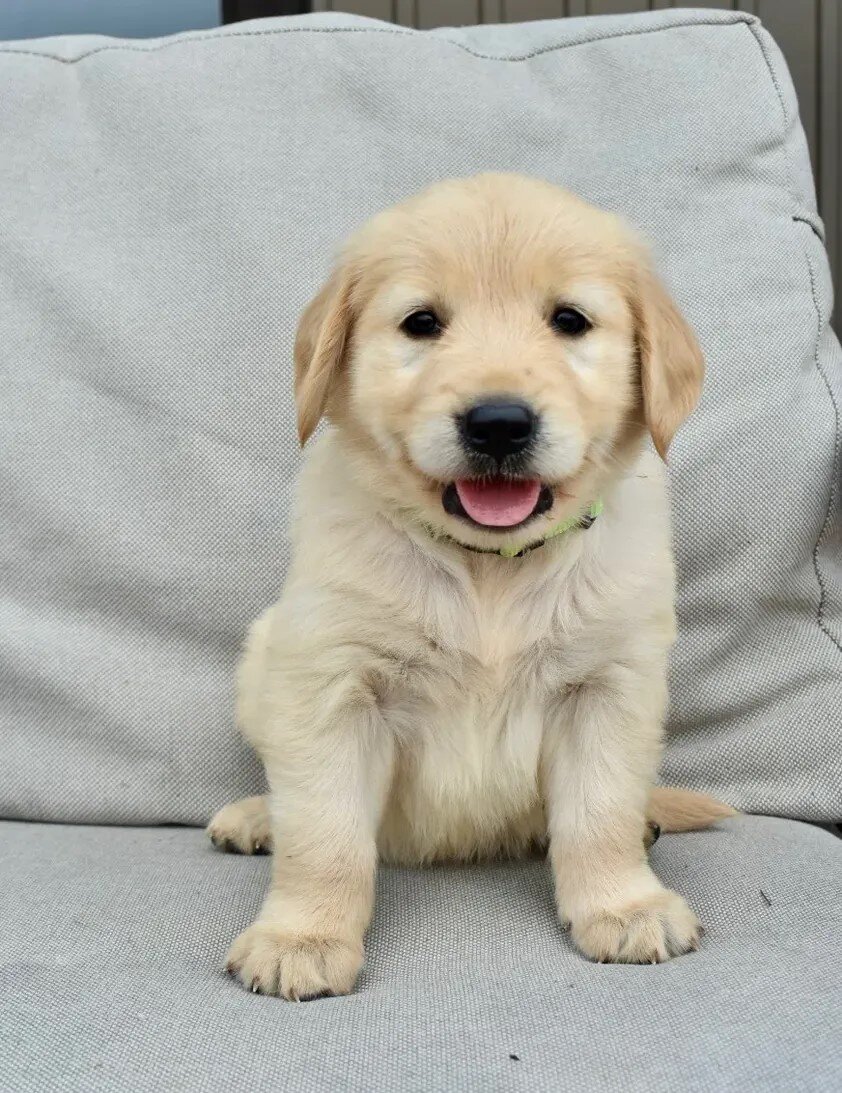 Golden Retriever AKC Puppies image 2